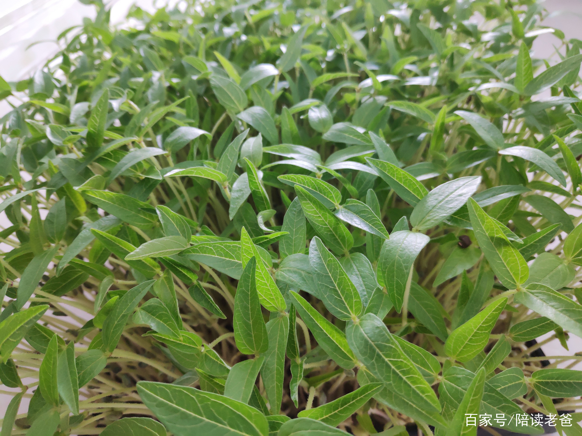 苗- 热门商品专区